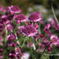Astrantia major 'Roma'  -R-