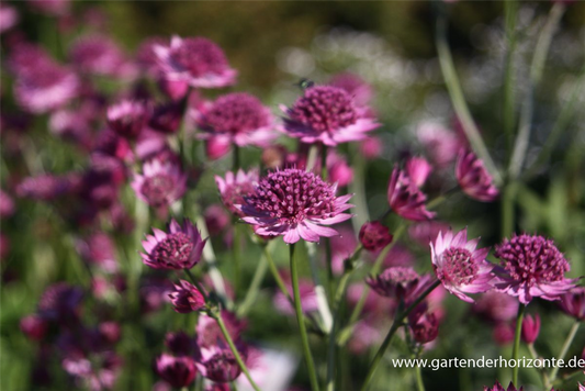Astrantia major 'Roma' -R-