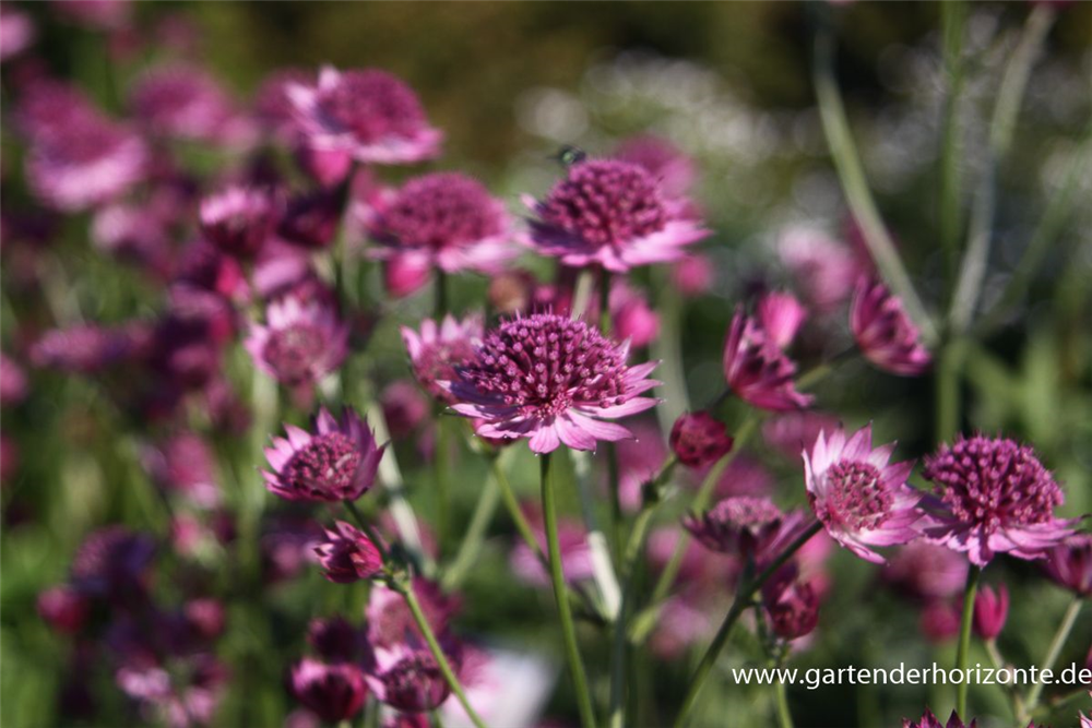 Astrantia major 'Roma'  -R-