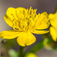 Caltha palustris