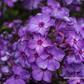 Hohe Garten-Flammenblume 'Blue Paradise'