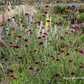 Mazedonische Witwenblume
