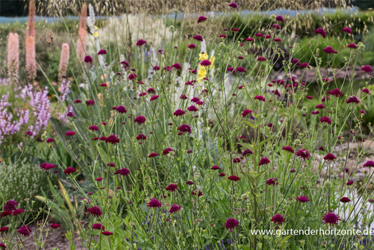 Mazedonische Witwenblume