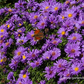 Garten-Kissen-Aster 'Augenweide'