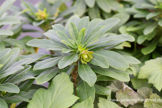 Mandelblättrige Wolfsmilch