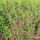 Garten-Wiesenknopf 'Pink Tanna'