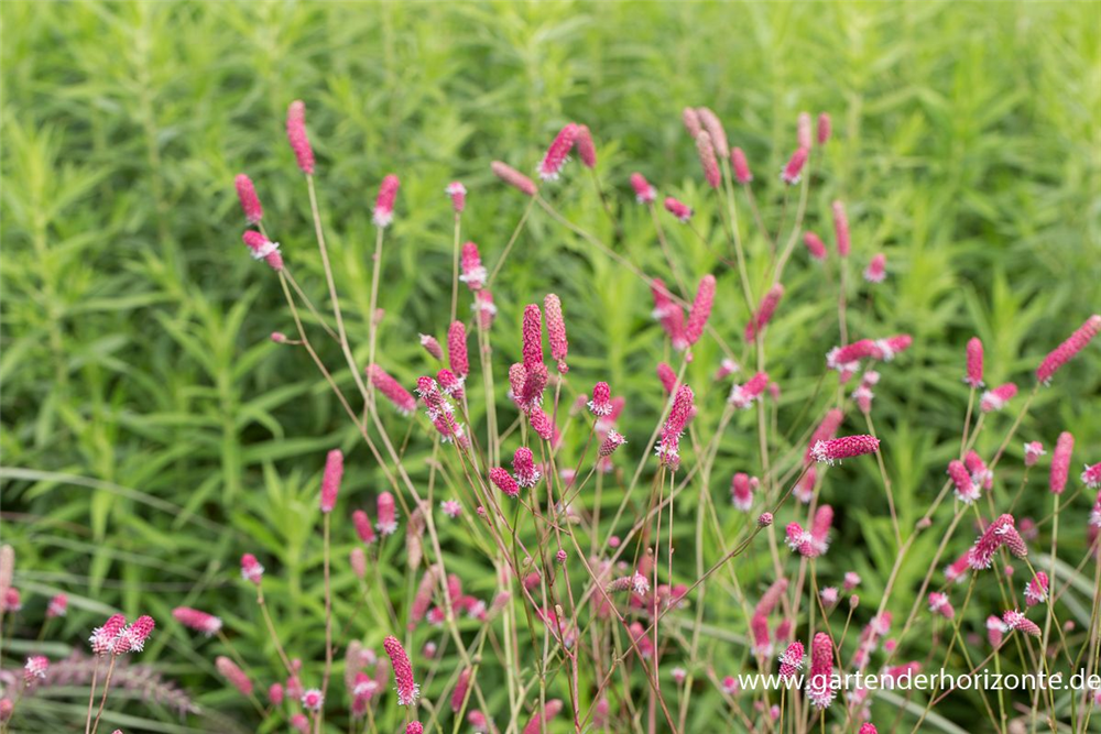 Garten-Wiesenknopf 'Pink Tanna'