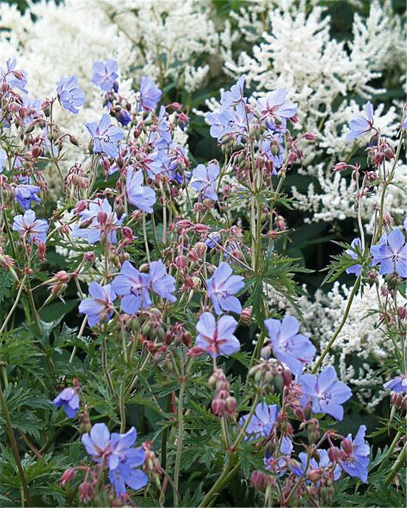 Geranium pratense