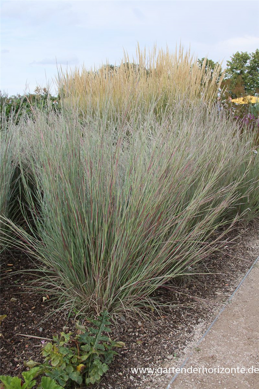 Blaugraues Garten-Präriegras 'Prairie Blues'
