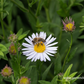 Garten-Schönaster 'Madiva'