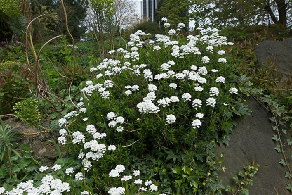 Iberis sempervirens 'Appen-Etz'