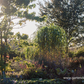 Hohes Garten-Chinaschilf 'Aksel Olsen'