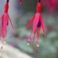Fuchsie