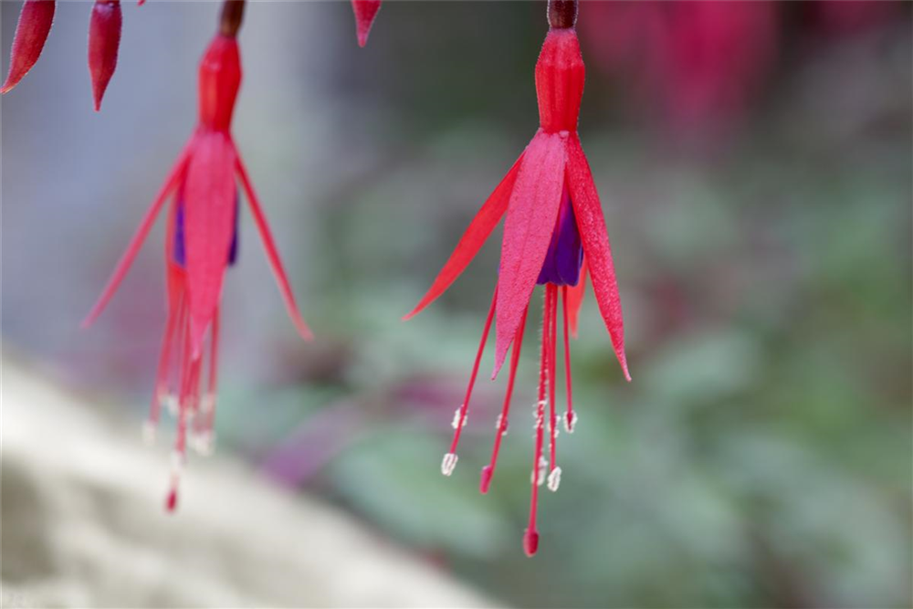 Fuchsie