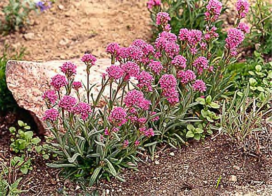 Lychnis alpina