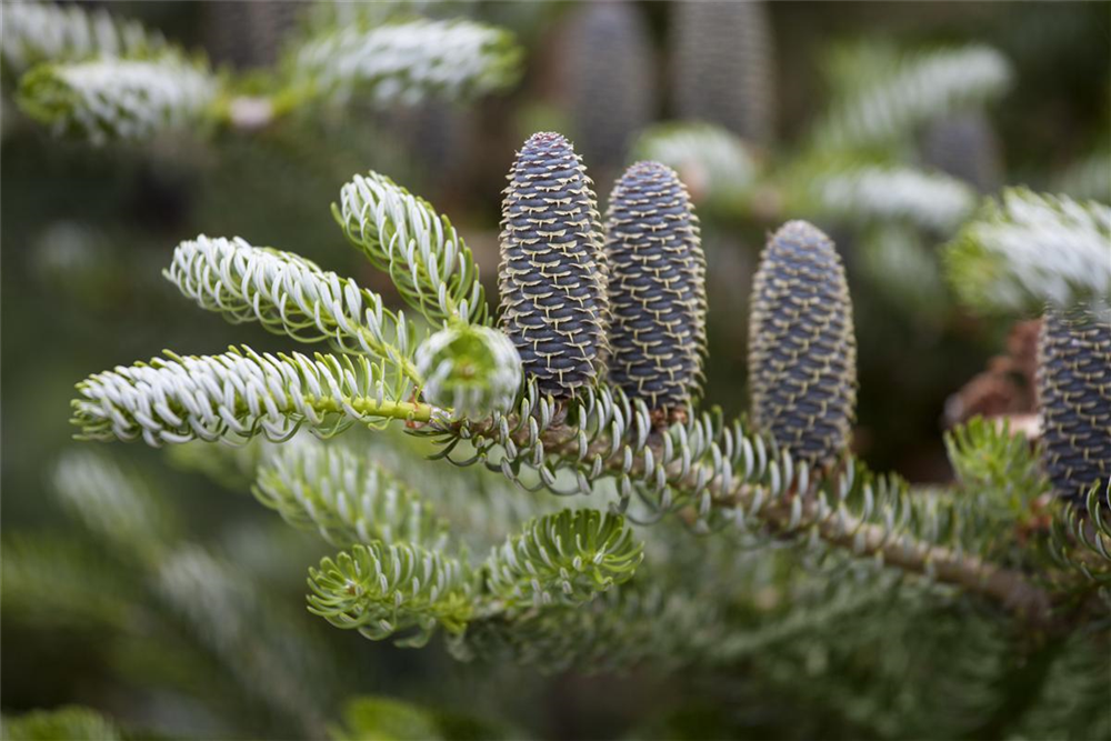 Koreatanne 'Silberlocke'