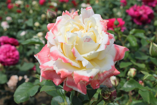 Edelrose 'Athena'®