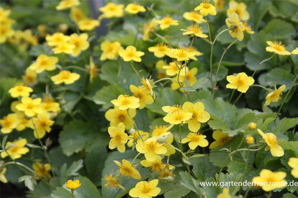 Dreiblättrige Waldsteinie