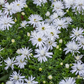 Garten-Kissen-Aster 'Kristina'