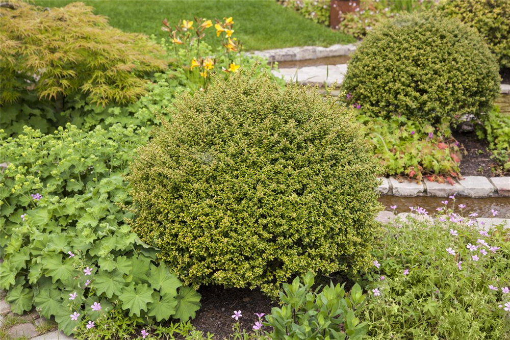 Ilex crenata 'Glorie Gem'
