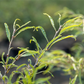Rotbuche 'Mercedes'