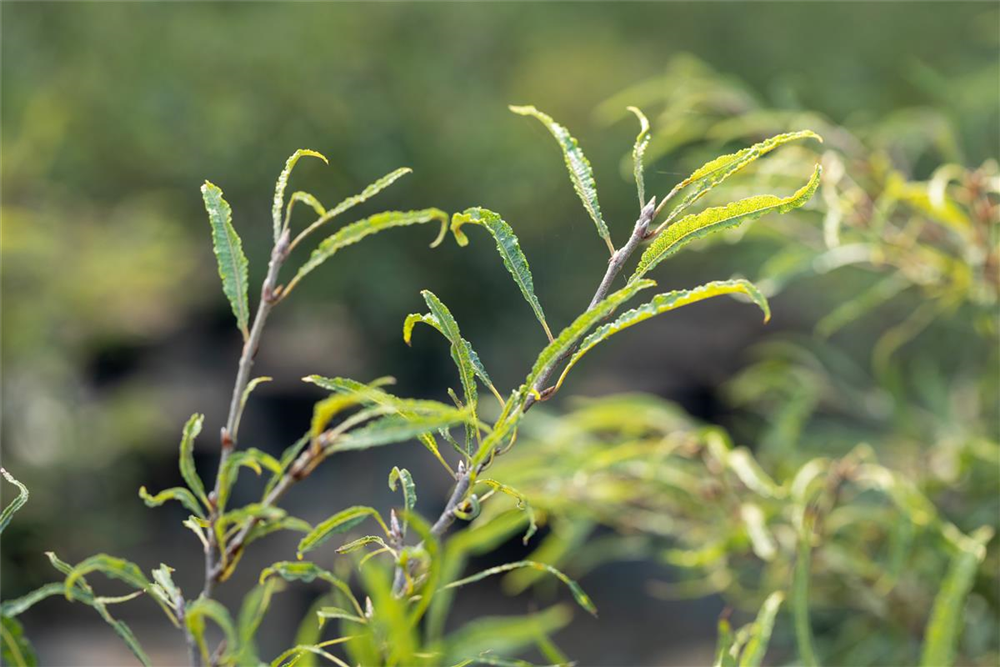 Rotbuche 'Mercedes'