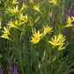 Hemerocallis citrina