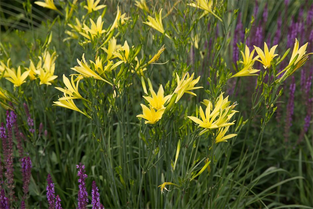 Hemerocallis citrina