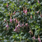 Fuchsie