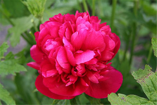 Bauerngarten-Pfingstrose 'Rubra Plena'