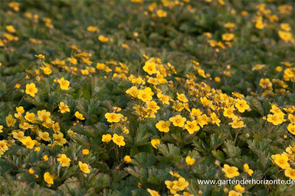 Dreiblättrige Waldsteinie
