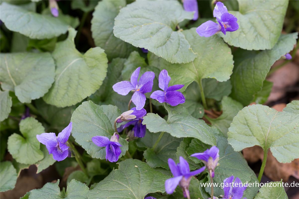 Garten-Duft-Veilchen 'Königin Charlotte'