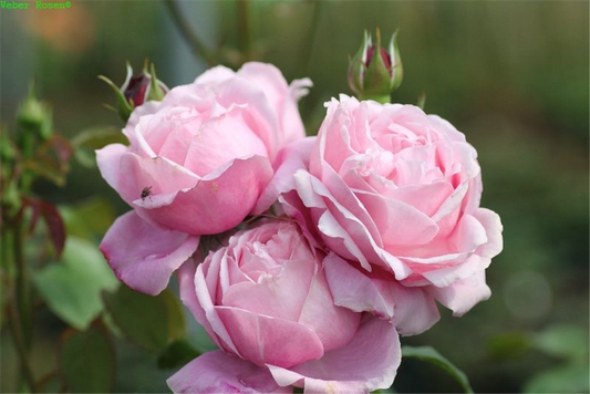 Beetrose 'Dieter Müller'®