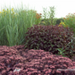 Garten-Ruten-Hirse 'Cloud Nine'