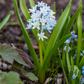 Apollo-Scheinhyazinthe - 10 Blumenzwiebeln