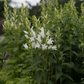 Campanula latifolia var.macrantha 'Alba'