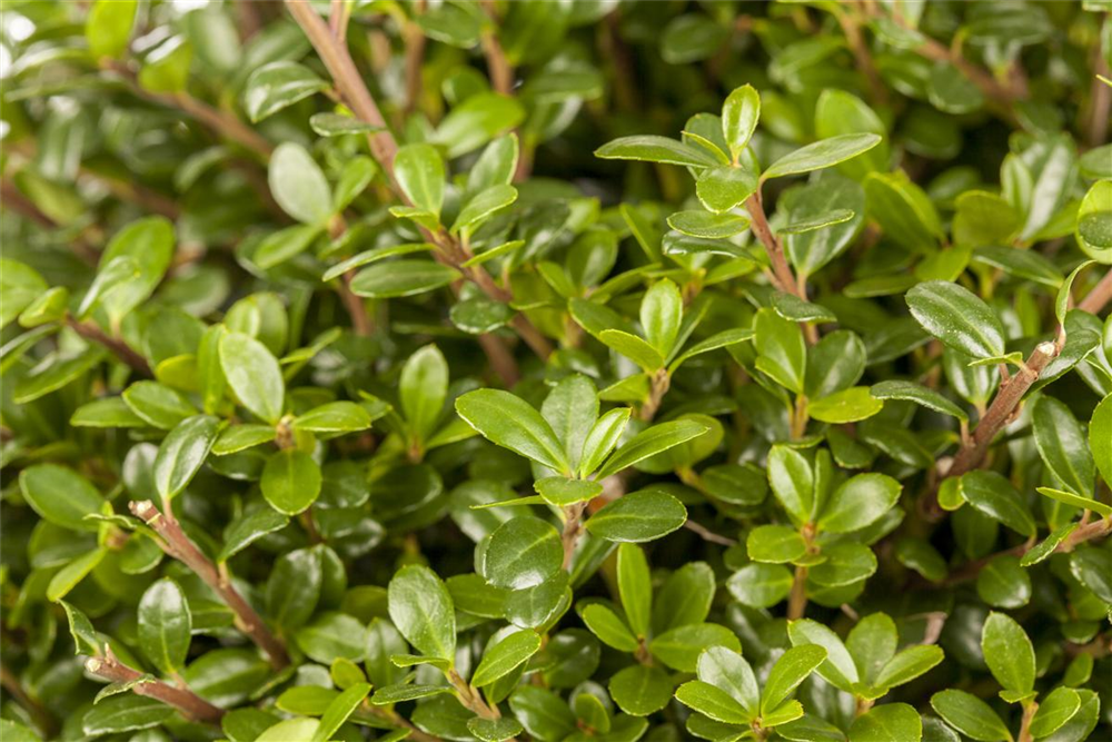 Ilex crenata 'Glorie Gem'