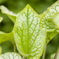 Brunnera macrophylla