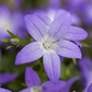 Campanula garganica 'Erinus Major'