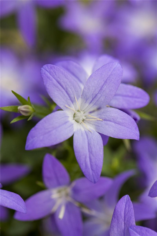 Campanula garganica 'Erinus Major'
