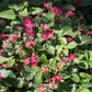 Garten-Zier-Erdbeere 'Red Ruby'