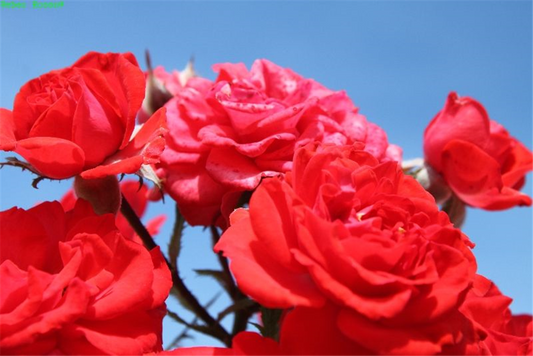 Zwergrose 'Zwergenfee 09'®