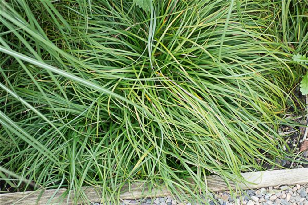 Carex caryophyllea 'The Beatles'