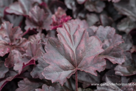 Garten-Silberglöckchen 'Obsidian'