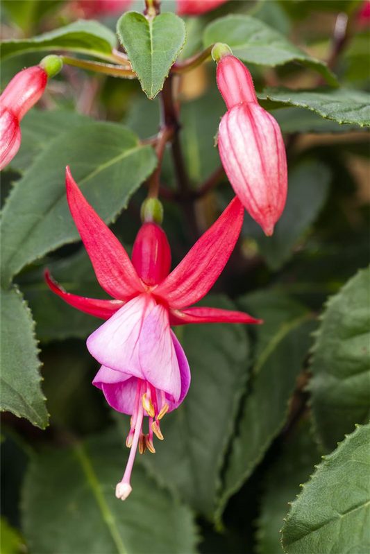 Fuchsie
