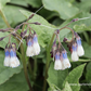 Garten-Beinwell 'Hidcote Blue'