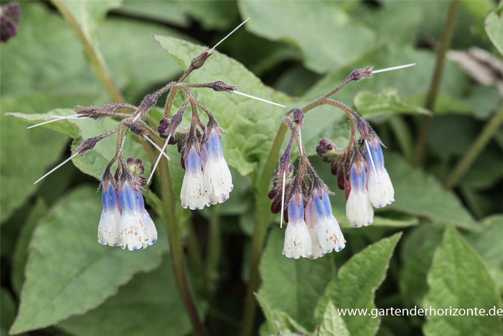 Garten-Beinwell 'Hidcote Blue'