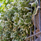 Euonymus fortunei 'Emerald'n Gaiety'