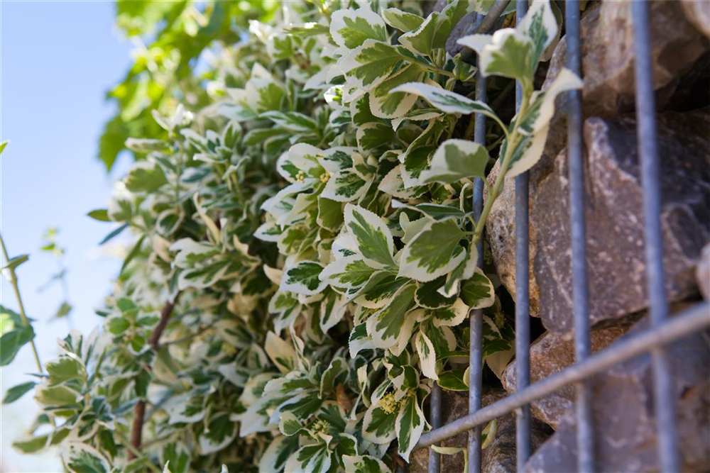 Euonymus fortunei 'Emerald'n Gaiety'