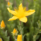 Hypericum polyphyllum 'Grandiflorum'